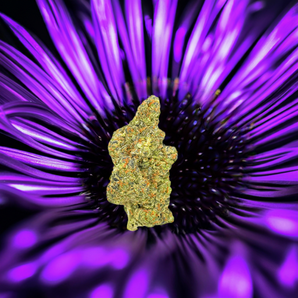 Purple Panty Dropper AAAA+ Exotic THCa Flower - Indica - Elevate Montgomery - Sky High Montgomery cincinnati