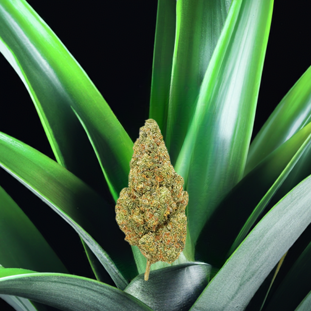 Pineapple Express 4 Star Exotic THCa Flower - Sativa - Elevate Montgomery - Sky High Montgomery cincinnati