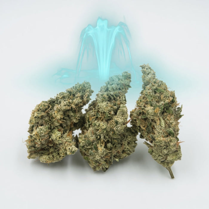 Amnesia Haze Smoker's Cup Flower