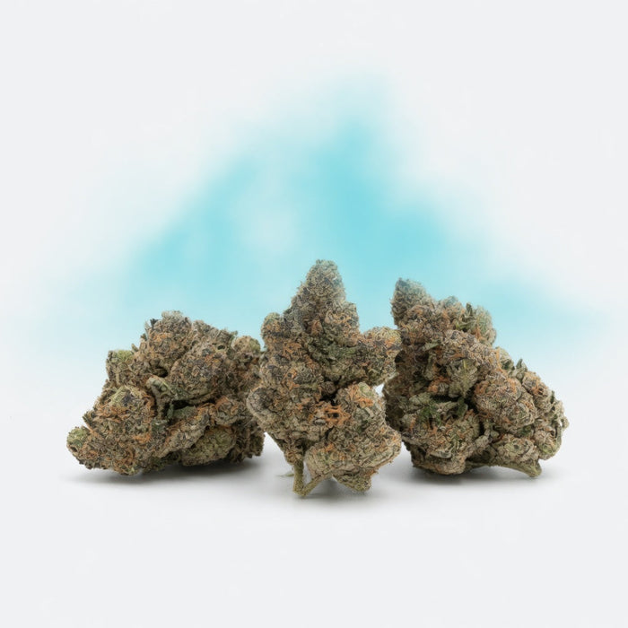 Black Cherry Funk Exotic Indoor Flower