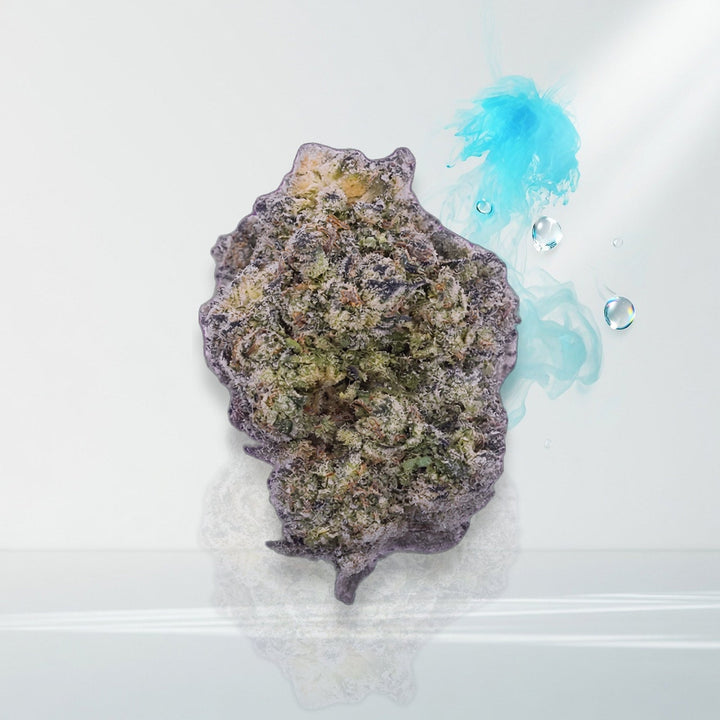 Alaskan Thunderfuck exotic flower bud — Elevate fountain