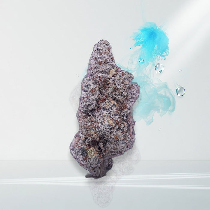 Blizzard Berry exotic flower bud — Elevate fountain