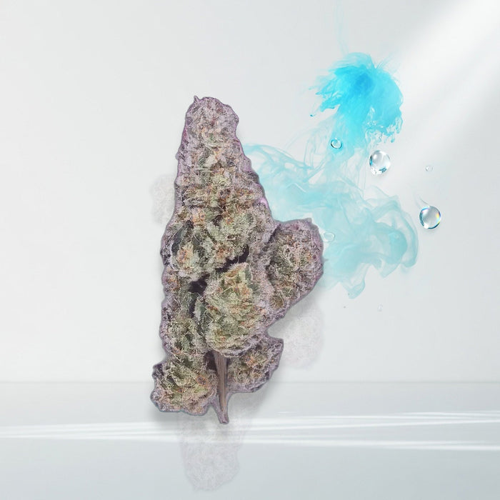 Jet Fuel exotic indoor flower bud — Elevate fountain