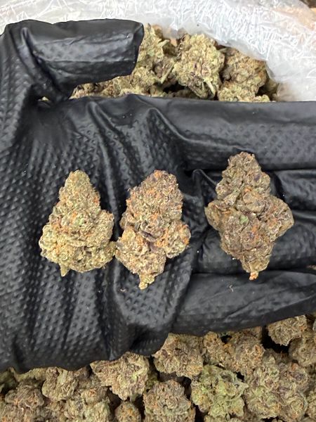 Purple Rhino Exotic Indoor Flower (Indica 27.24%)